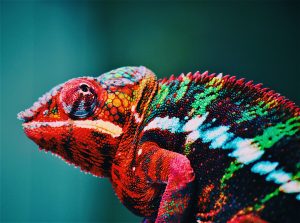 Micro adaptive learning : un caméléon